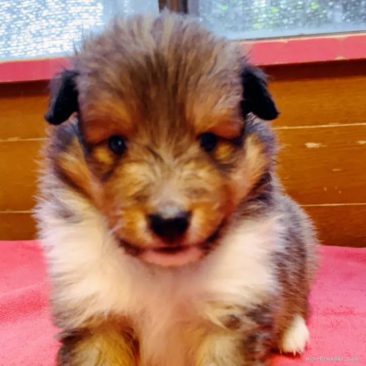 ID：2304-03569の子犬