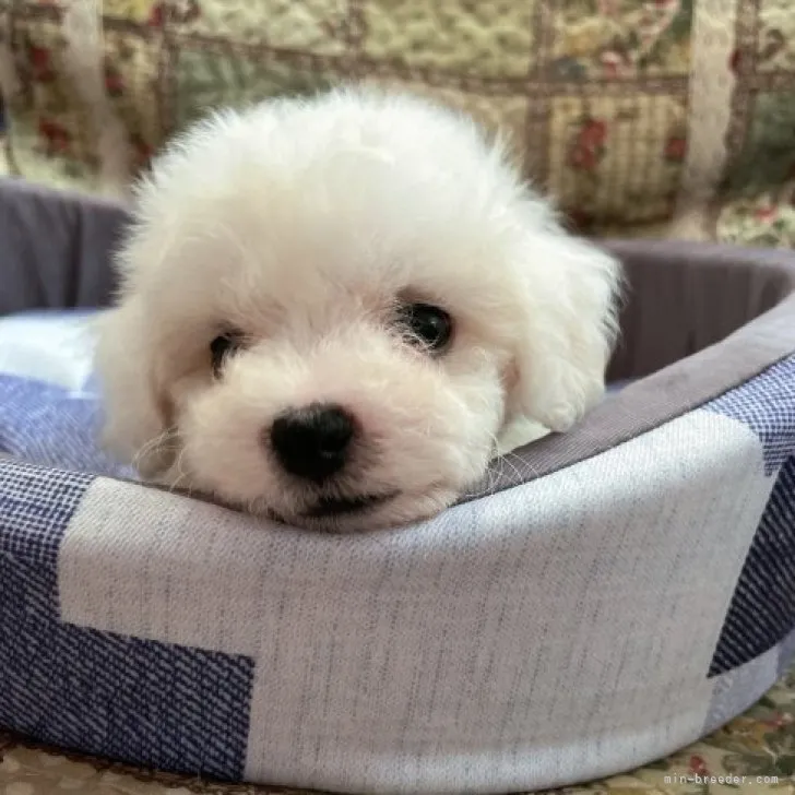 ID：2308-02181の子犬