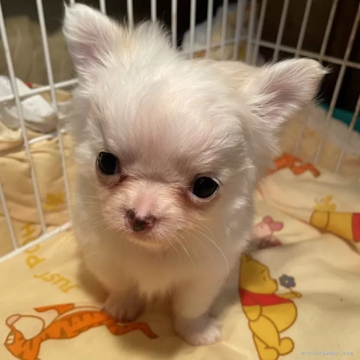 ID：2312-06375の子犬