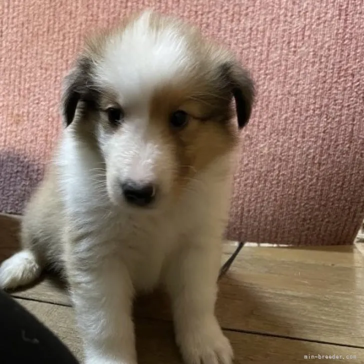 ID:2306-02729の子犬