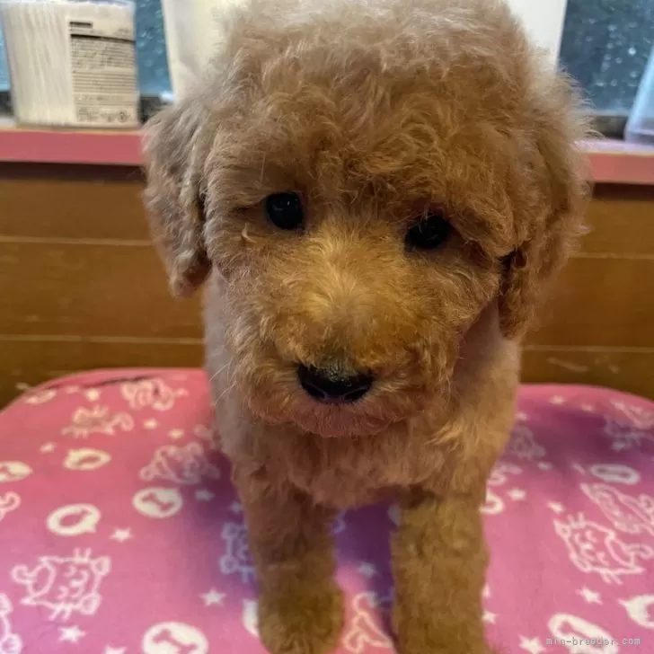 ID:2410-00863の子犬