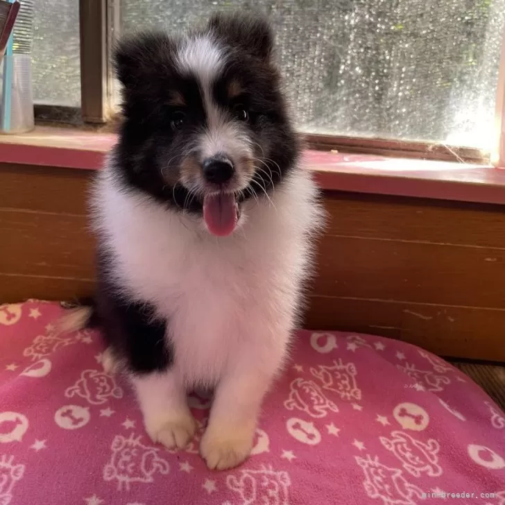 ID:2409-06907の子犬