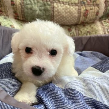 ビションフリーゼ【岐阜県・女の子・2023年6月21日・ホワイト】の写真「ふわふわ天使ちゃん♡」