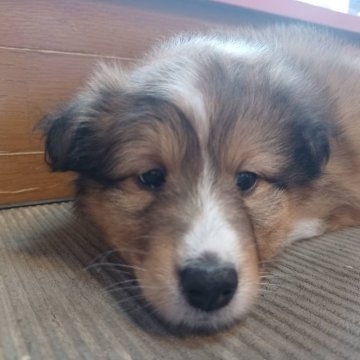 シェットランドシープドッグ【岐阜県・女の子・2024年2月13日・セーブル&ホワイト】の写真「可愛い女の子」