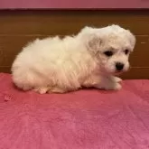 ビションフリーゼ【岐阜県・女の子・2024年4月19日・ホワイト】の写真3