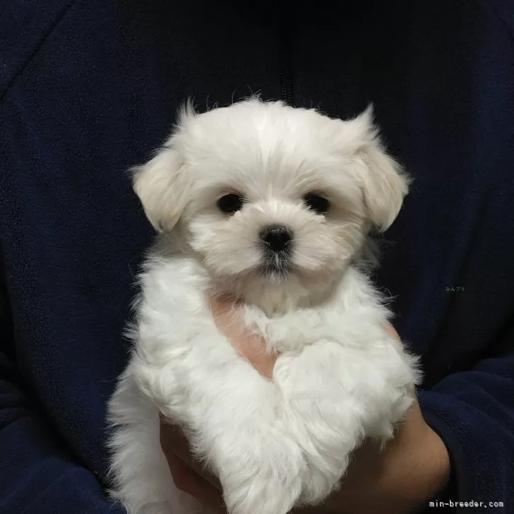 ID：2511-00337の子犬