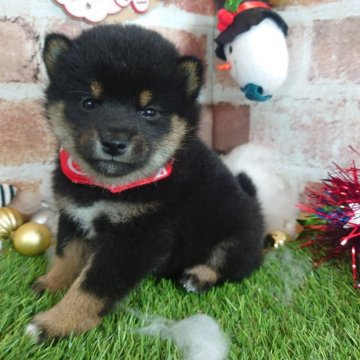 柴犬(豆柴)【三重県・女の子・2024年10月5日・黒】の写真「両親共に豆柴認定犬💗」