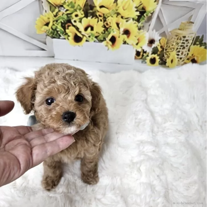 ID：2507-01888の子犬
