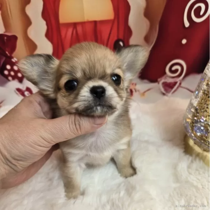 ID：2411-07405の子犬