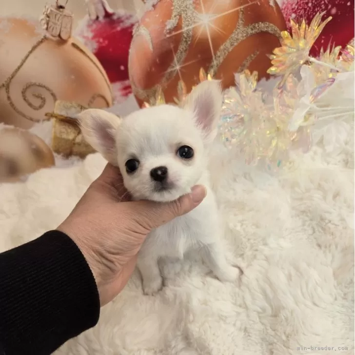 ID:2412-07751の子犬