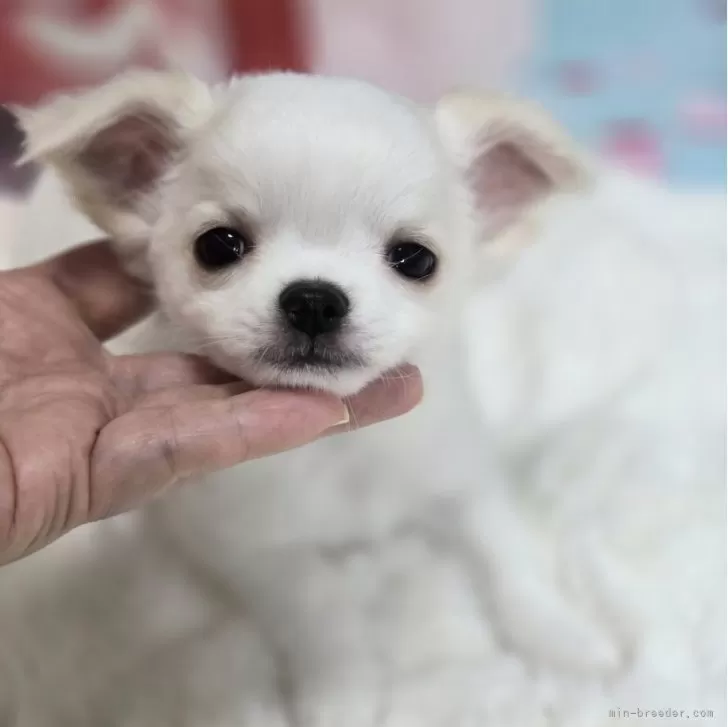 M.I 様のお迎えした子犬