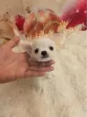 チワワ(ロング)【埼玉県・女の子・2024年11月15日・クリーム&ホワイト】の写真2