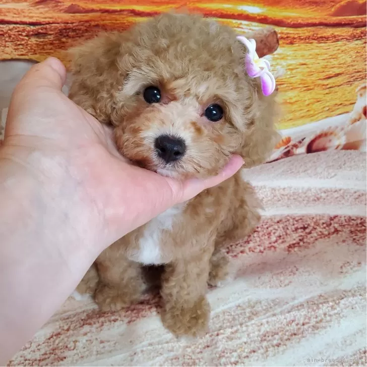 ID:2407-02101の子犬