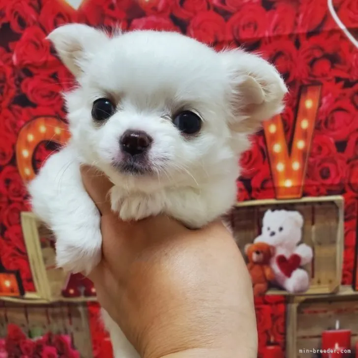 ID:2308-06374の子犬