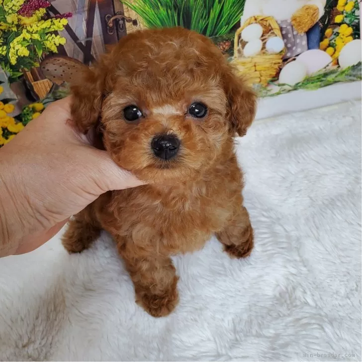 ID：2405-02690の子犬