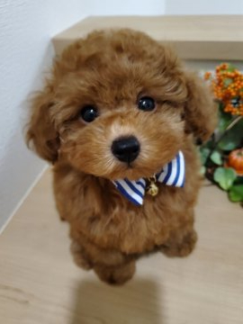 トイプードル(タイニー)【埼玉県・男の子・2021年7月13日・レッド】の写真「まんまるお目でぬいぐるみみたいな子」