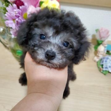 トイプードル(ティーカップ)【埼玉県・女の子・2022年3月24日・シルバー】の写真「小さいママから産まれたスペシャルベビー」