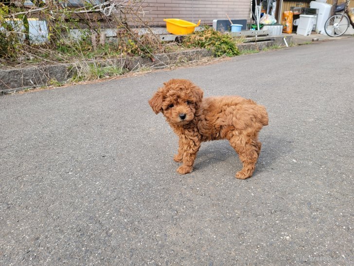 江崎　拡郎(えざき　ひろお)ブリーダー(三重県・柴犬など・JKC/日本犬保存会登録)の紹介写真7