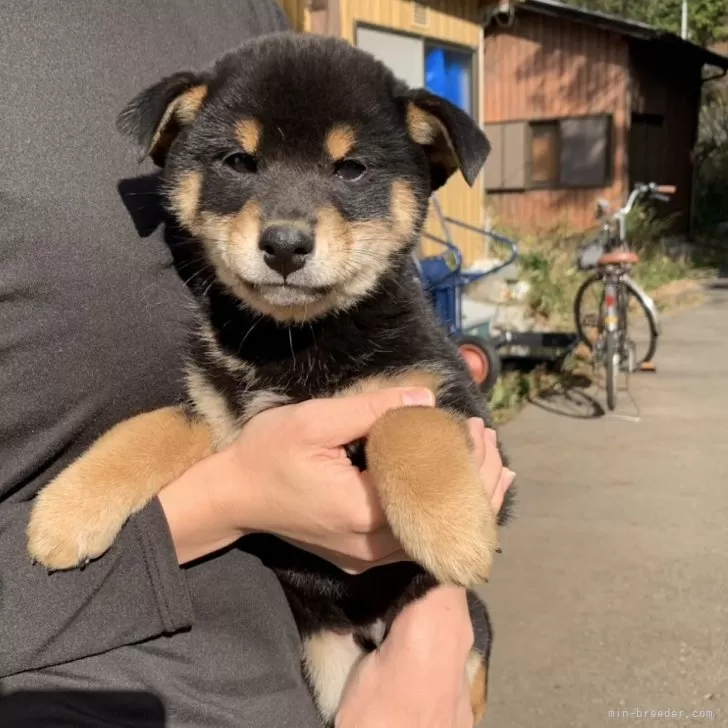 ID:2410-07491の子犬