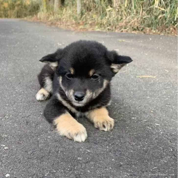 ID：2503-00526の子犬