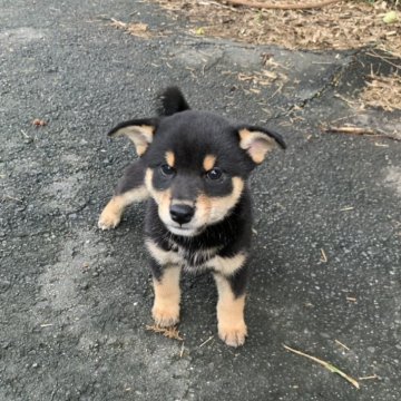 柴犬(標準サイズ)【三重県・男の子・2025年8月19日・黒】の写真「コロコロの男の子です。」