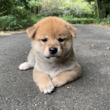 柴犬(標準サイズ)【三重県・男の子・2025年8月7日・赤】の写真「モフモフの男の子です。」