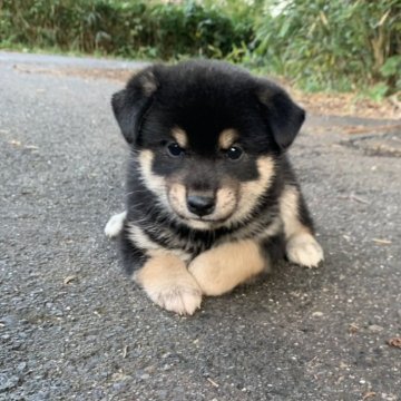 柴犬(標準サイズ)【三重県・男の子・2025年9月16日・黒】の写真「顔と仕草が可愛いです！
母犬賞歴有り！」