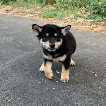 柴犬(標準サイズ)【三重県・男の子・2025年6月20日・黒】の写真「人懐っこい男の子です！
父犬遺伝性疾患クリア！」