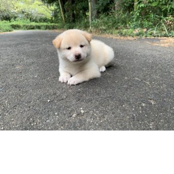 柴犬(標準サイズ)【三重県・男の子・2025年8月7日・淡赤(白)】の写真「コロコロモフモフの男の子です！」