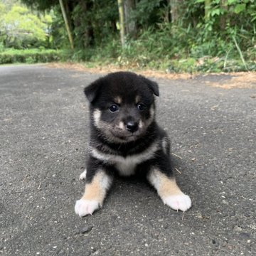 柴犬(標準サイズ)【三重県・女の子・2025年8月7日・黒】の写真「モフモフの少し小さめの女の子です。
可愛いです！」