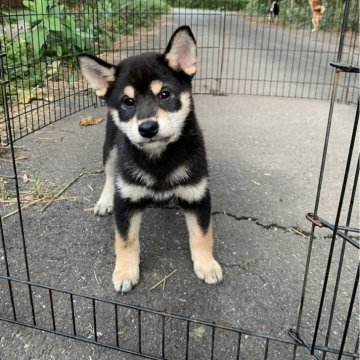 柴犬(標準サイズ)【三重県・男の子・2025年8月19日・黒】の写真「綺麗な配色の子です性格良
父犬伝性疾患クリア！」