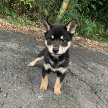 柴犬(標準サイズ)【三重県・男の子・2025年8月19日・黒】の写真「元気で性格良いです。」