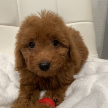 トイプードル(トイ)【三重県・女の子・2025年9月19日・レッドフォーン】の写真「元気モリモリ！
母犬遺伝子検査クリアです。」