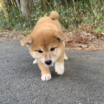 柴犬(標準サイズ)【三重県・女の子・2025年10月6日・赤】の写真「人懐っこい可愛い女の子です！」