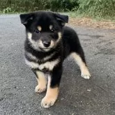 柴犬(標準サイズ)