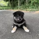 柴犬(標準サイズ)
