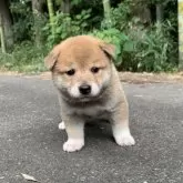 柴犬(標準サイズ)