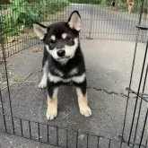 柴犬(標準サイズ)