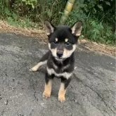 柴犬(標準サイズ)