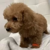 トイプードル(トイ)【三重県・男の子・2025年9月19日・レッドフォーン】の写真2