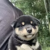 柴犬(標準サイズ)【三重県・男の子・2025年8月19日・黒】の写真2