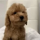 トイプードル(トイ)【三重県・男の子・2025年9月19日・レッドフォーン】の写真4