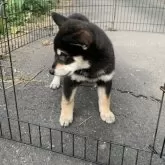 柴犬(標準サイズ)【三重県・男の子・2025年8月19日・黒】の写真5