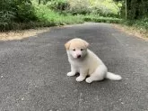 柴犬(標準サイズ)【三重県・男の子・2025年8月7日・淡赤(白)】の写真7