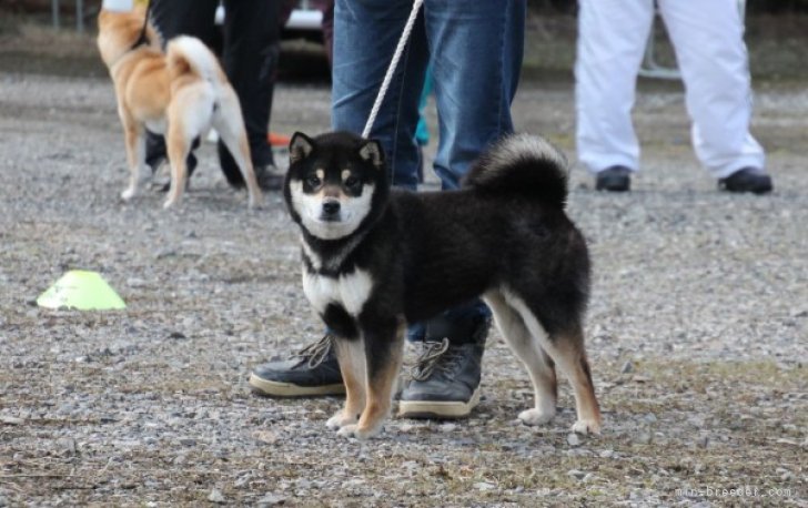 柴犬【・女の子・2023年9月10日・黒】「壮犬時の展覧会出陳の時の写真です。」