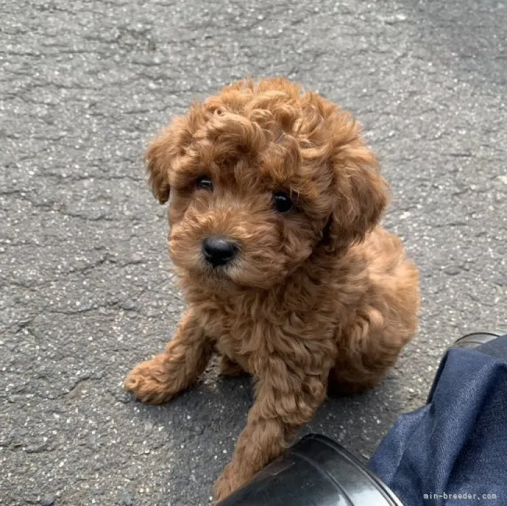 ID:2303-02246の子犬