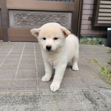柴犬(標準サイズ)【三重県・女の子・2024年8月8日・淡赤(白)】の写真「人懐っこい女の子です。
母犬賞歴有り！」