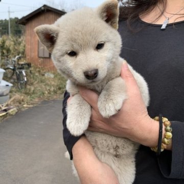 柴犬(標準サイズ)【三重県・女の子・2022年12月24日・淡赤(白柴)】の写真「クリスマスイブの日に生まれました。」