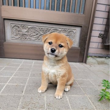柴犬(標準サイズ)【三重県・女の子・2024年9月4日・赤】の写真「コロコロの女の子です！
目がくりくりです！」