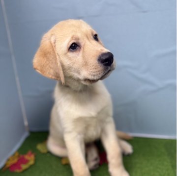 ラブラドールレトリバー【千葉県・男の子・2025年9月11日・イエロー】の写真「優しい目をしたイケメン君！緑のリボンが目印です。」